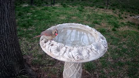 Female Cardinal March 24, 2021