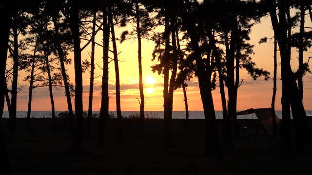 the sunset red through the pine trees 9