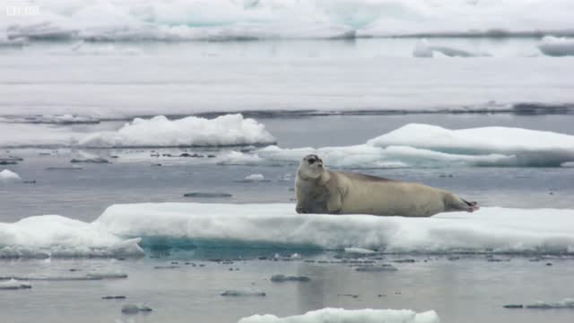 Hungry Polar Bear Ambushes Seal | The Hunt | BBC Earth