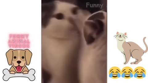 Most Funniest Video Funny Cute Cat