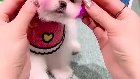 Great Moments #13 Cute and Cute Cats / Fun Cats