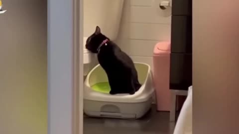 Animal funny video