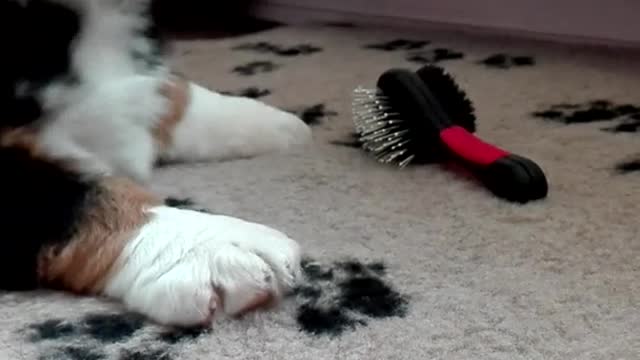 Black dog carpet with black paws dog playing with hair brush