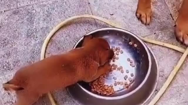 Who is Bigger 🐶 - Funny Dogs Videos 2021