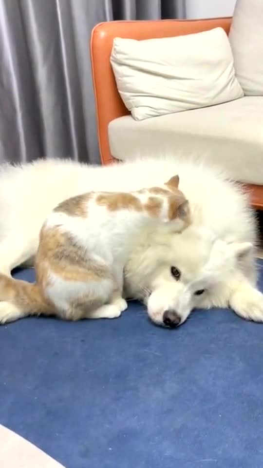 You will be need it.