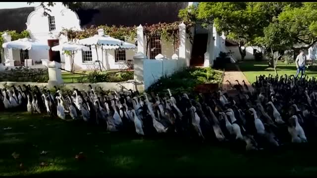 Enorme desfile de patos literalmente corre a trabajar