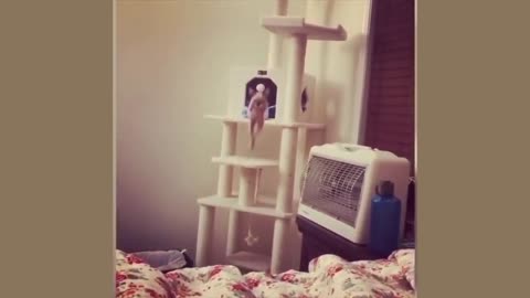 Cute cats Funny cats Cat Videos Compilation Healthy Cats Funniest Cats Animal Video