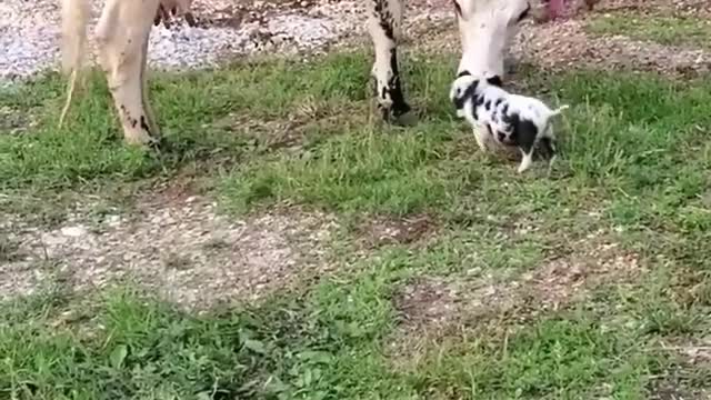 Very cute cow and piggy !!