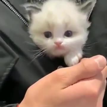 Cute Cat shorts Videos !!so Cute