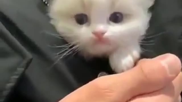 Cute Cat shorts Videos !!so Cute