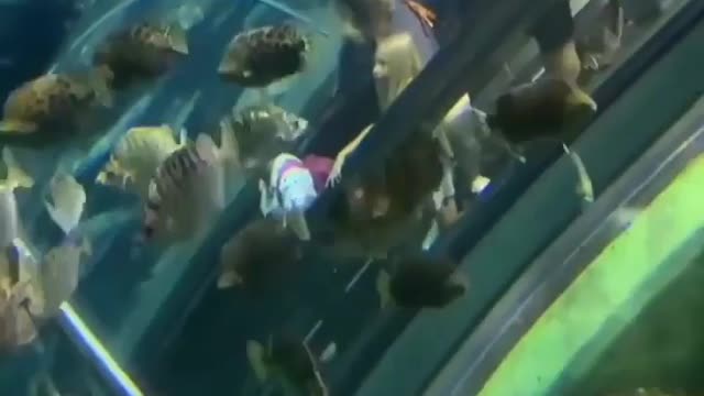 Escalator under water in china Terjemahkan