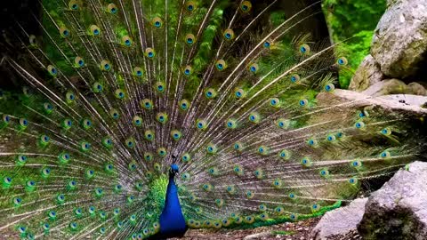 Pavão Penas Plumagem Multicolorido