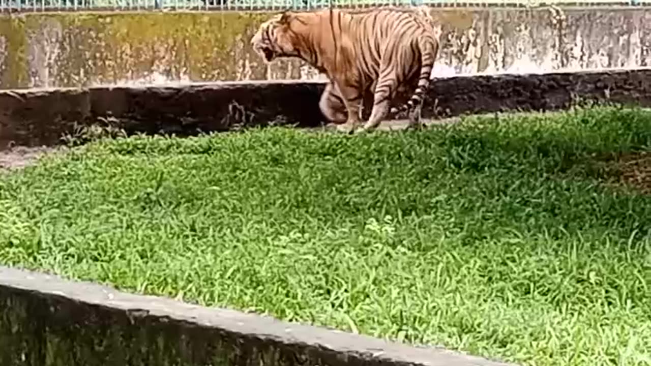 Royal Bengal Tiger 🐯🐯🐯