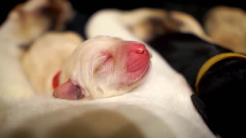 Labrador Puppies Birth