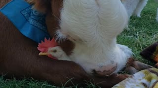 Unlikely Friends Embrace at Animal Sanctuary