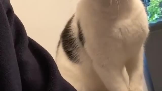 cute cat reaction when he using phone continuously