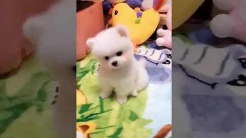 cute dogs