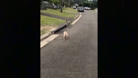 cuts, funny cats ,Thrilled,Pets Garden