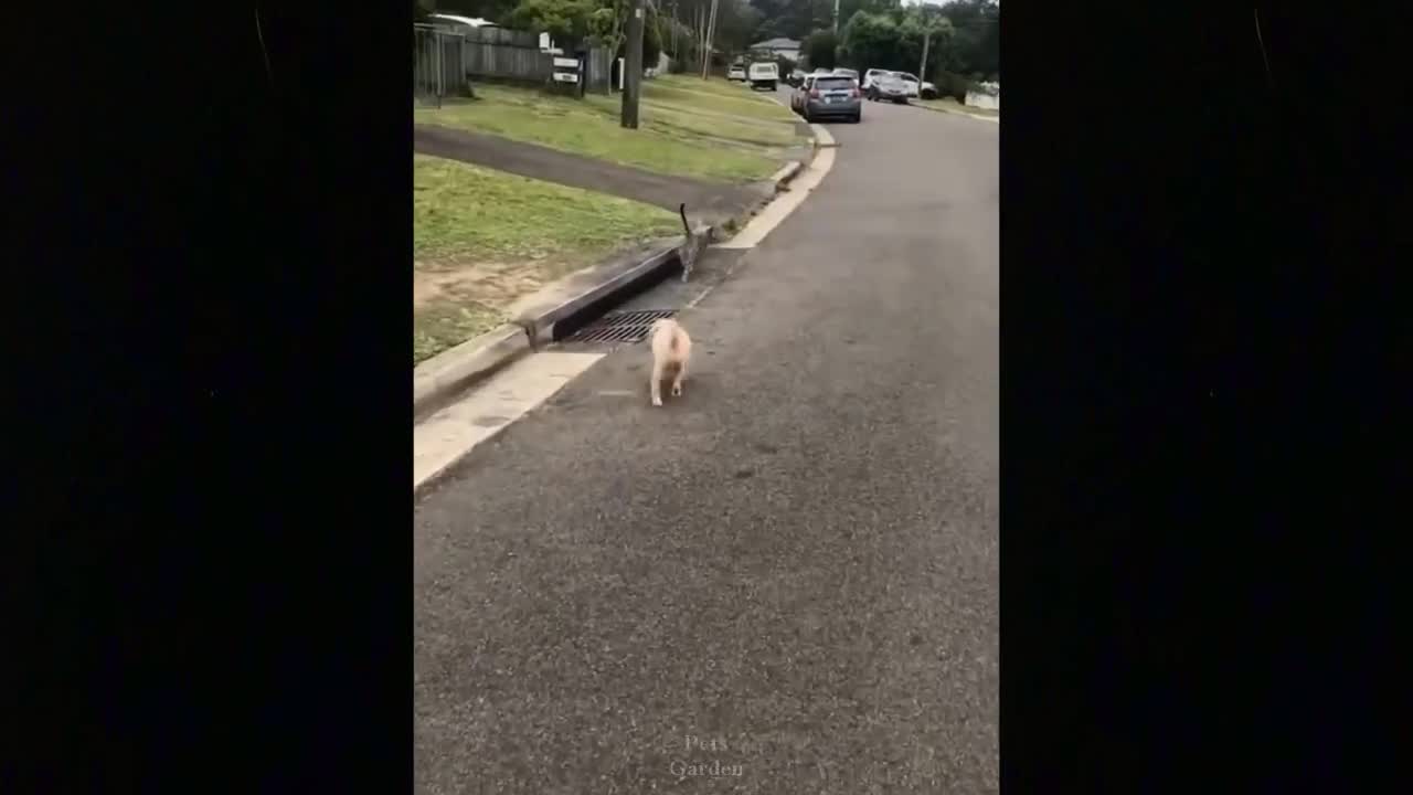cuts, funny cats ,Thrilled,Pets Garden