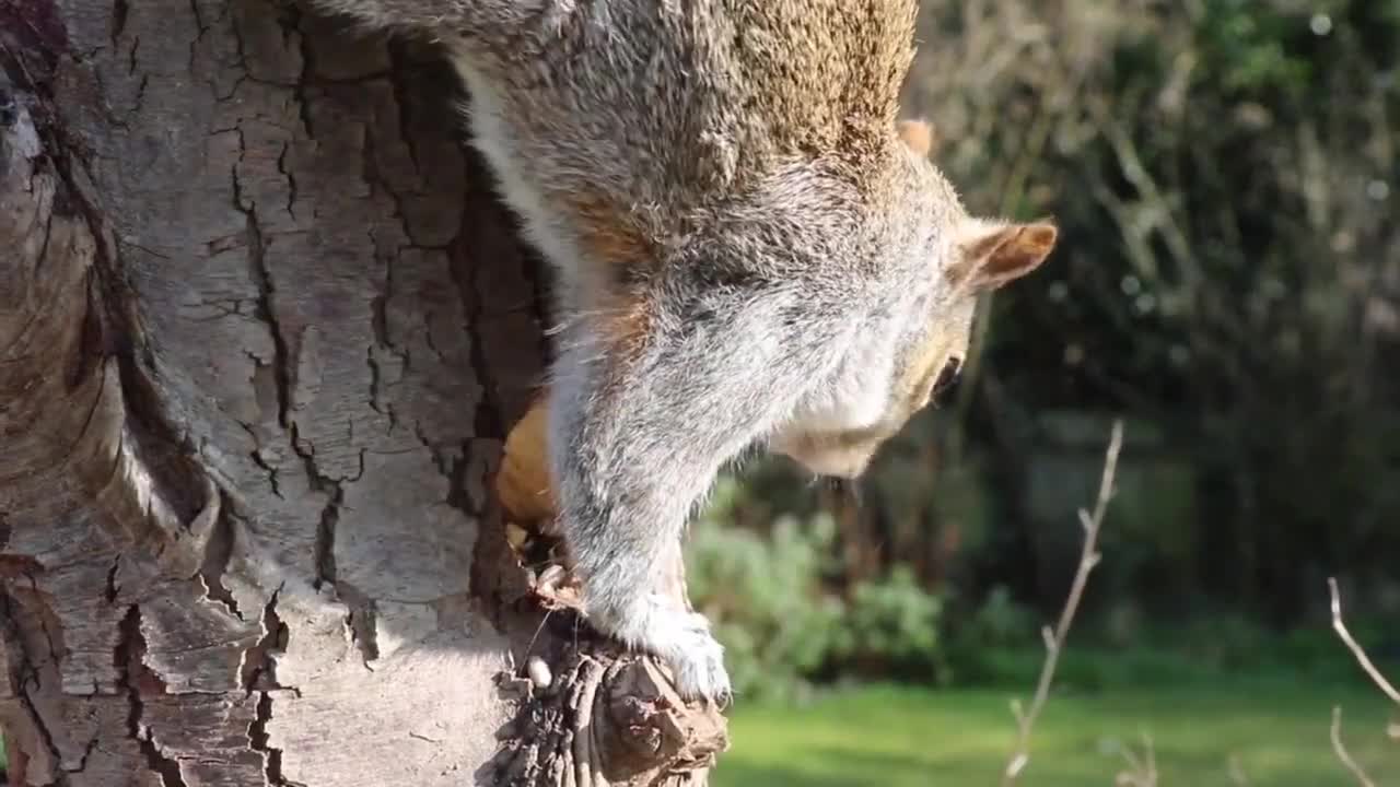 Wild Animals Stock Footage