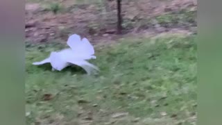 Cockatoo does beak dive while coming in for landing.