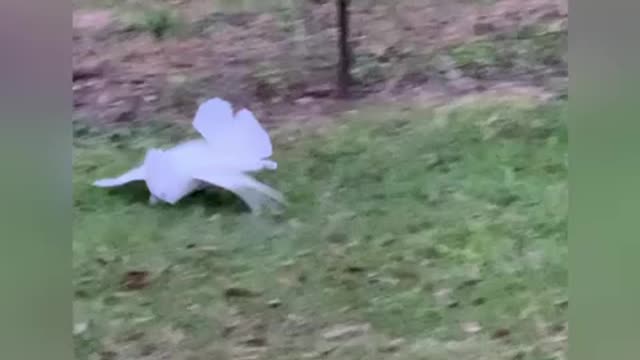 Cockatoo does beak dive while coming in for landing.