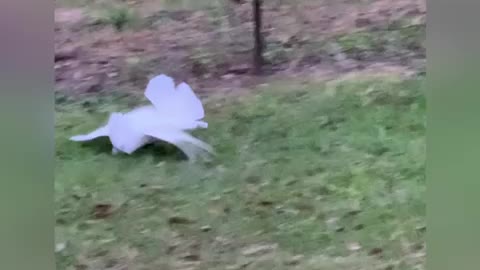 Cockatoo does beak dive while coming in for landing.