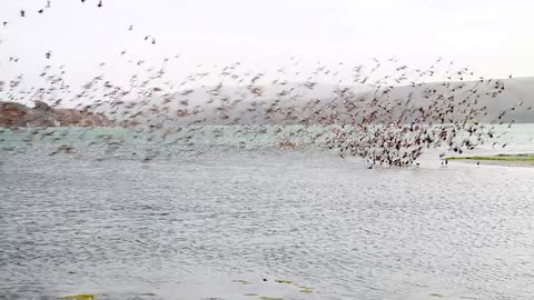 Shore Birds