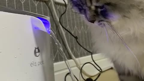 The Persian cat is use a water purifier (Korea)