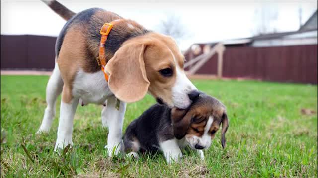 Dog's amm Beagle Dog Facts In Hindi _ Dog Facts _ Popular Dogs _ The Ultimate Channel