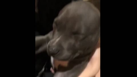 Funniest & Cutest Pitbull Puppies