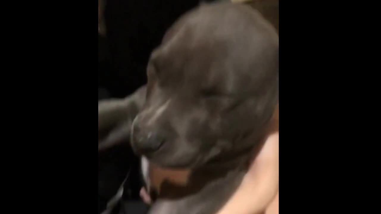 Funniest & Cutest Pitbull Puppies