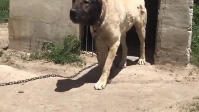 Angry dog