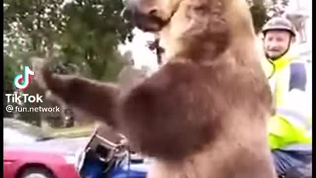 Bear in America vs Bear in Russia