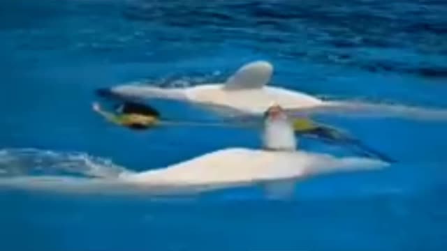 show and play with dolphins