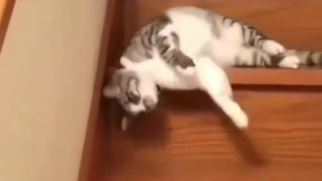 Lazy cat funny