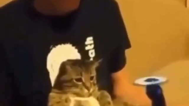 Funniest Cats 😹 - Don't try to hold back Laughter 😂 - Funny Cats Life