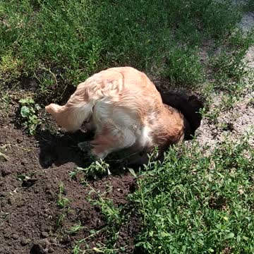 Golden Retriever dug a hole