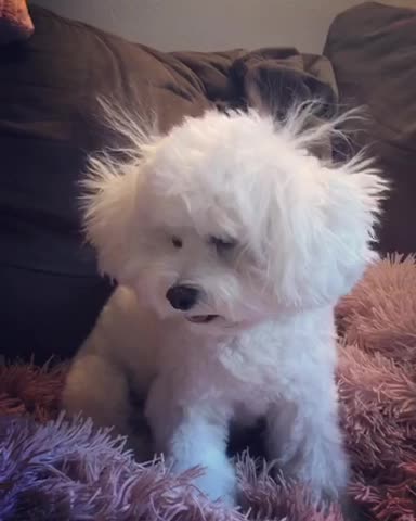 Cute puppy has bad hair day