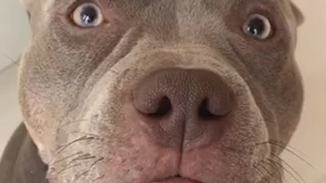 The most evil dog