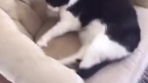 Black cat on sofa getting sofa shaken by owner in slo mo
