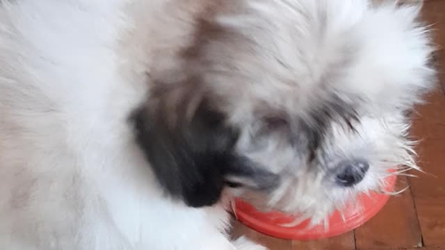 Shihtzu cola