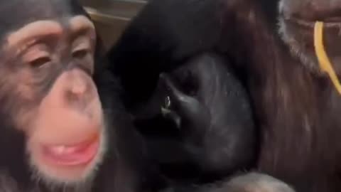 Gorilla eating