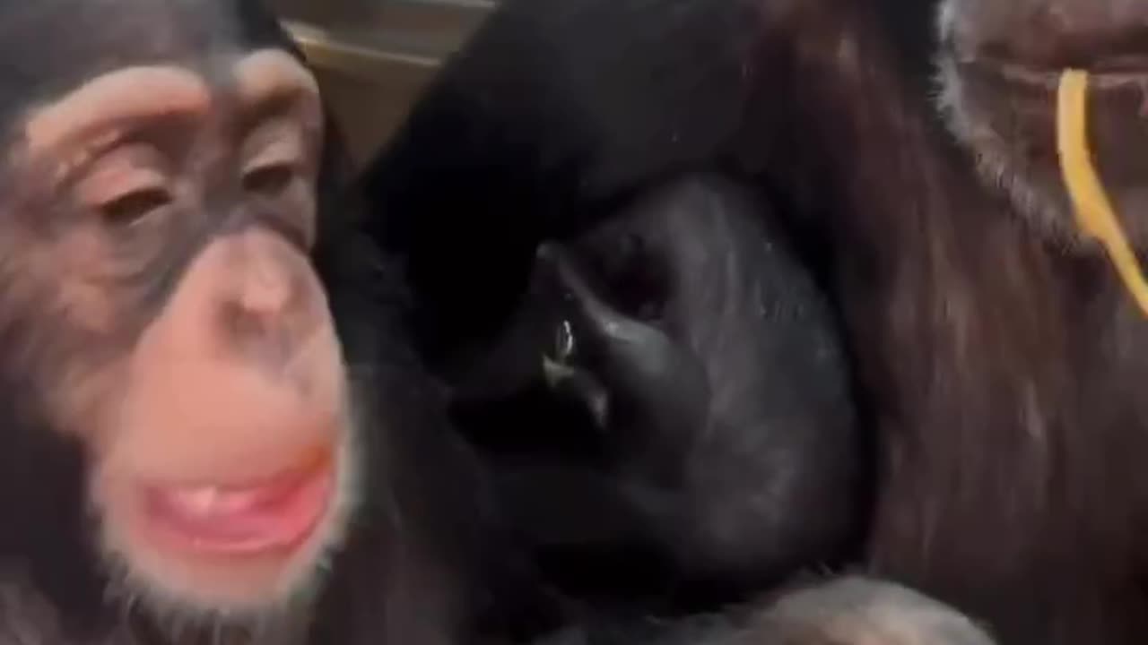 Gorilla eating