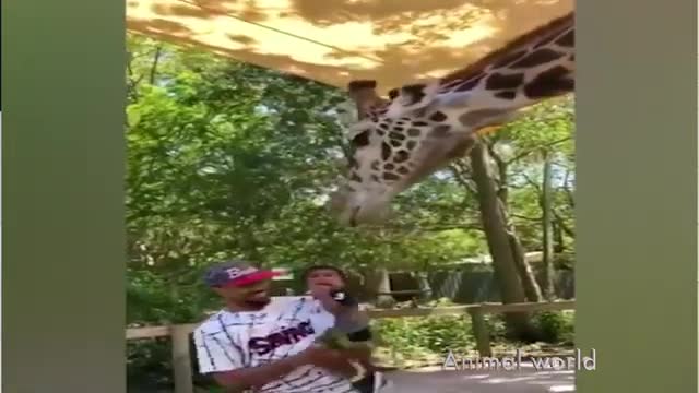 funny with animals 01