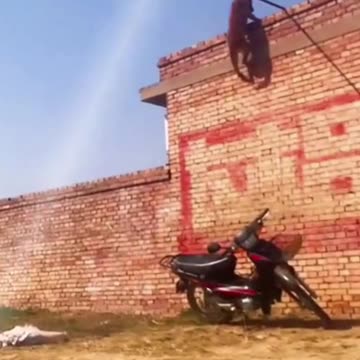 Dog Jump Over The Wall | Dog Training