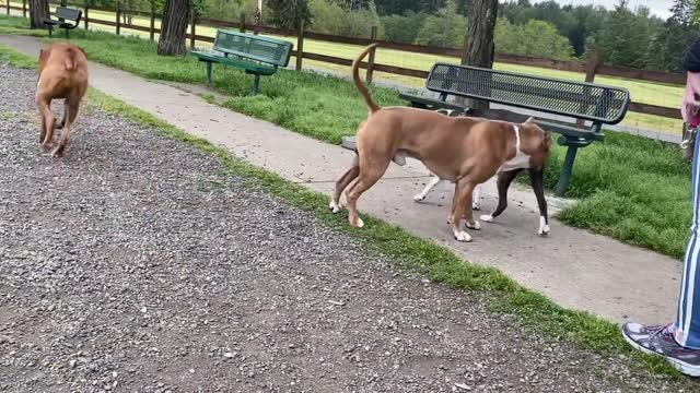 German Shepherd Attacks Pitbull