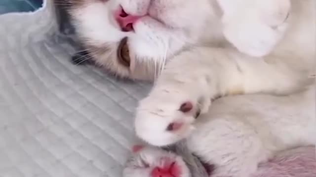 Animals Mothering Animals