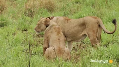 This lion couple mates 100 times in a day