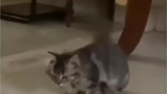 Funny dancing cute cat 😺😸